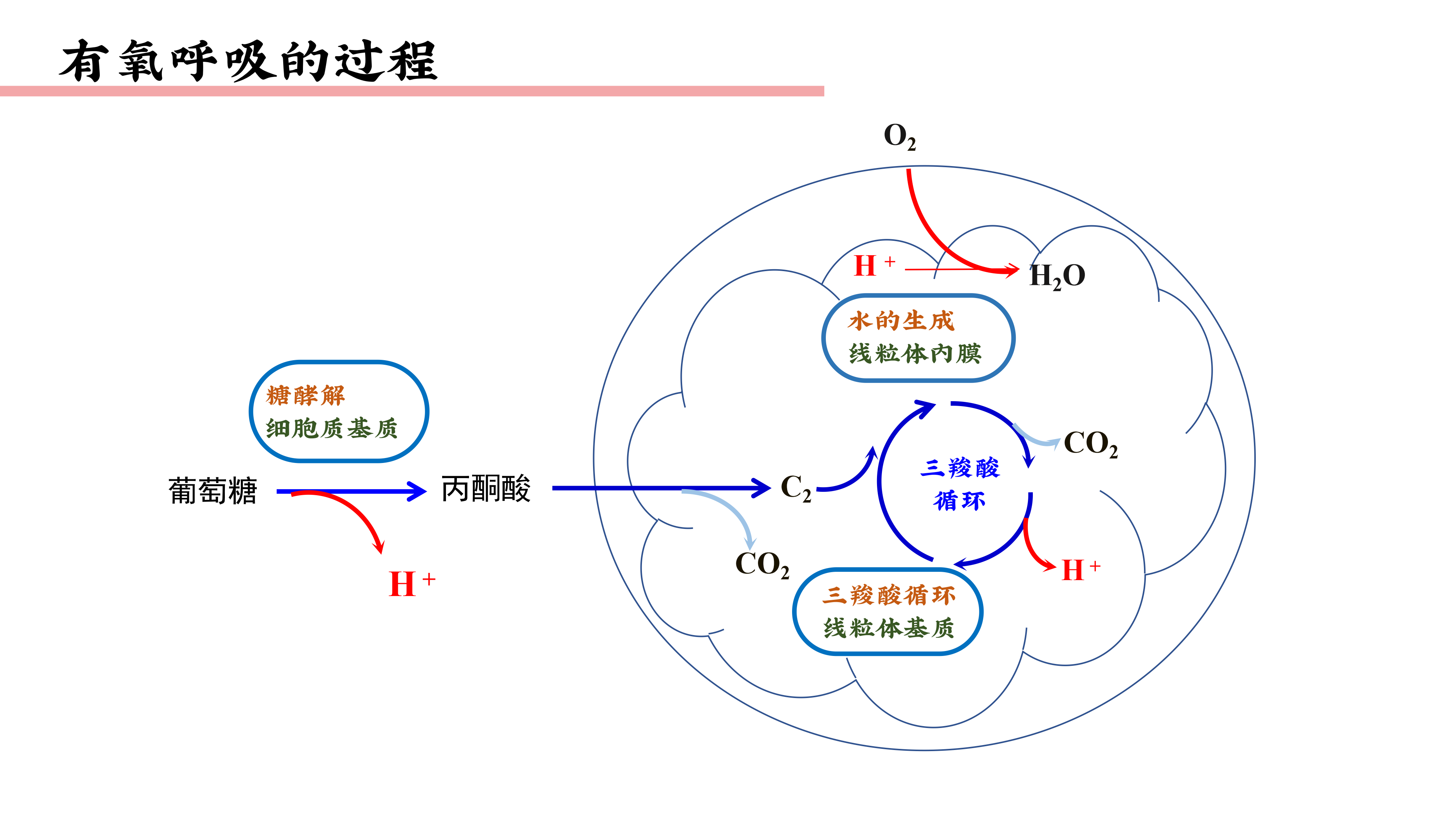 有氧呼吸